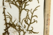 <strong>Lycopodiaceae - Lycopodiella - Lycopodiella cernua (L.) Pic.Serm.</strong><br />© hnb