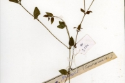 <strong>Scrophulariaceae - Torenia - Torenia thorelii Bonati</strong><br />© hnb