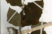 <strong>Solanaceae - Solanum - Solanum torvum Sw.</strong><br />© hnb
