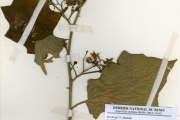 <strong>Solanaceae - Solanum - Solanum torvum Sw.</strong><br />© hnb