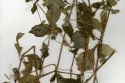<strong>Acanthaceae - Blepharis - Blepharis maderaspatensis (L.) B.Heyne ex Roth</strong><br />© hnb
