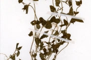 <strong>Scrophulariaceae - Lindernia - Lindernia diffusa (L.) Wettst.</strong><br />© hnb