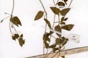 <strong>Scrophulariaceae - Lindernia - Lindernia diffusa (L.) Wettst.</strong><br />© hnb