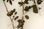 <strong>Malvaceae - Hibiscus - Hibiscus surattensis L.</strong><br />© hnb