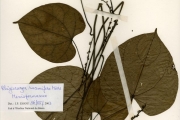 <strong>Menispermaceae - Rhigiocarya - Rhigiocarya racemifera Miers</strong><br />© hnb