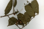 <strong>Tiliaceae - Grewia - Grewia pubescens P.Beauv.</strong><br />© hnb