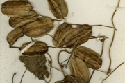 <strong>Dioscoreaceae - Dioscorea - Dioscorea preussii Pax</strong><br />© hnb