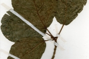 <strong>Moraceae - Ficus - Ficus vogeliana (Miq.) Miq.</strong><br />© hnb