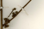 <strong>Moraceae - Ficus - Ficus vogeliana (Miq.) Miq.</strong><br />© hnb
