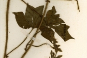 <strong>Convolvulaceae - Merremia - Merremia aegyptia (L.) Urb.</strong><br />© hnb