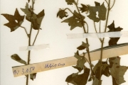 <strong>Malvaceae - Hibiscus - Hibiscus physaloides Guill. & Perr.</strong><br />© hnb