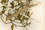 <strong>Asclepiadaceae - Oxystelma - Oxystelma bornouense R.Br.</strong><br />© hnb