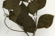 <strong>Leguminosae-Papilionoideae - Psophocarpus - Psophocarpus palustris Desv.</strong><br />© hnb