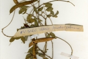 <strong>Leguminosae-Papilionoideae - Clitoria - Clitoria ternatea L.</strong><br />© hnb