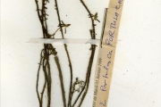<strong>Portulacaceae - Portulaca - Portulaca grandiflora Hook.</strong><br />© hnb
