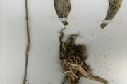 <strong>Orchidaceae - Oeceoclades - Oeceoclades maculata (Lindl.) Lindl.</strong><br />© hnb