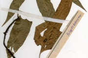 <strong>Polypodiaceae - Phymatosorus - Phymatosorus scolopendria (Burm.f.) Pic.Serm.</strong><br />© hnb