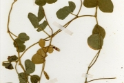 <strong>Leguminosae-Papilionoideae - Calopogonium - Calopogonium mucunoides Desv.</strong><br />© hnb