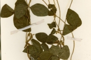<strong>Leguminosae-Papilionoideae - Calopogonium - Calopogonium mucunoides Desv.</strong><br />© hnb