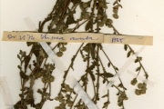 <strong>Asteraceae - Blumea - Blumea viscosa (Mill.) Badillo</strong><br />© hnb