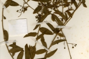 <strong>Capparidaceae - Capparis - Capparis brassii DC.</strong><br />© hnb