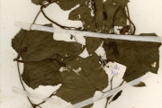 <strong>Cucurbitaceae - Lagenaria - Lagenaria breviflora (Benth.) Roberty</strong><br />© hnb