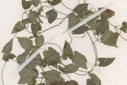 <strong>Acanthaceae - Thunbergia - Thunbergia cynanchifolia Benth.</strong><br />© hnb