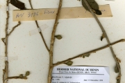 <strong>Moraceae - Ficus - Ficus sycomorus L.</strong><br />© hnb