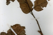 <strong>Moraceae - Ficus - Ficus sycomorus L.</strong><br />© hnb