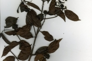 <strong>Rubiaceae - Morinda - Morinda morindoides (Baker) Milne-Redh.</strong><br />© hnb