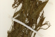 <strong>Poaceae - Megastachya - Megastachya mucronata (Poir.) P.Beauv.</strong><br />© hnb