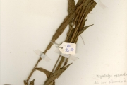 <strong>Poaceae - Megastachya - Megastachya mucronata (Poir.) P.Beauv.</strong><br />© hnb