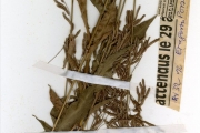 <strong>Poaceae - Megastachya - Megastachya mucronata (Poir.) P.Beauv.</strong><br />© hnb