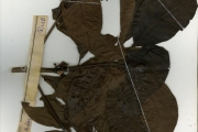 <strong>Rubiaceae - Leptactina - Leptactina densiflora Hook.f.</strong><br />© hnb