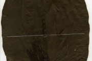 <strong>Rubiaceae - Oxyanthus - Oxyanthus unilocularis Hiern</strong><br />© hnb