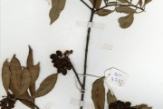 <strong>Clusiaceae - Symphonia - Symphonia globulifera L.f.</strong><br />© hnb