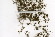 <strong>Scrophulariaceae - Lindernia - Lindernia nummulariifolia (D.Don) Wettst.</strong><br />© hnb