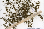 <strong>Scrophulariaceae - Lindernia - Lindernia nummulariifolia (D.Don) Wettst.</strong><br />© hnb