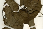 <strong>Menispermaceae - Rhigiocarya - Rhigiocarya racemifera Miers</strong><br />© hnb