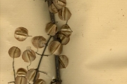 <strong>Combretaceae - Combretum - Combretum paniculatum Vent.</strong><br />© hnb