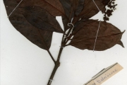 <strong>Rubiaceae - Psychotria - Psychotria articulata (Hiern) E.M.A.Petit</strong><br />© hnb