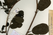 <strong>Rubiaceae - Oligocodon - Oligocodon cunliffeae (Wernham) Keay</strong><br />© hnb