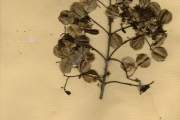 <strong>Combretaceae - Combretum - Combretum racemosum P. Beauv.</strong><br />© hnb