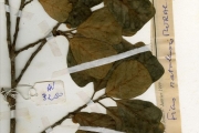 <strong>Moraceae - Ficus - Ficus natalensis Hochst. subsp. leprieurii (Miq.) C.C.Berg</strong><br />© hnb