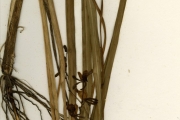 <strong>Orchidaceae - Eulophia - Eulophia caricifolia (Rchb.f.) Summerh.</strong><br />© hnb