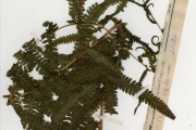 <strong>Thelypteridaceae - Cyclosorus - Cyclosorus striatus (Schum.) Ching</strong><br />© hnb