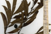 <strong>Rubiaceae - Cuviera - Cuviera macroura K.Schum.</strong><br />© hnb