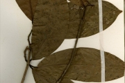 <strong>Lauraceae - Beilschmiedia - Beilschmieldia mannii (Meisn) Benth. & Hook</strong><br />© hnb