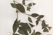 <strong>Acanthaceae - Barleria - Barleria opaca Nees</strong><br />© hnb