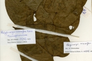 <strong>Menispermaceae - Rhigiocarya - Rhigiocarya racemifera Miers</strong><br />© hnb